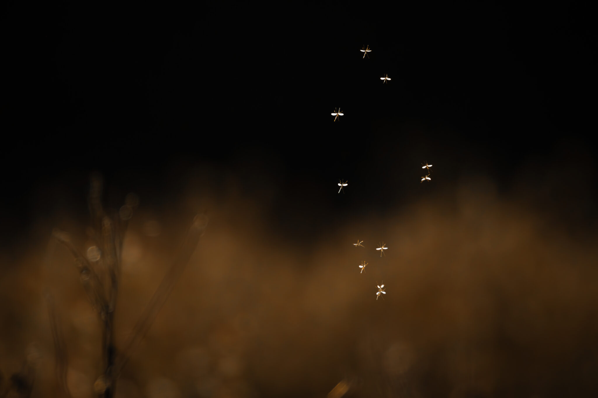 Kleine Vögel im Flug über einer dunklen, warm beleuchteten Landschaft – Constellation