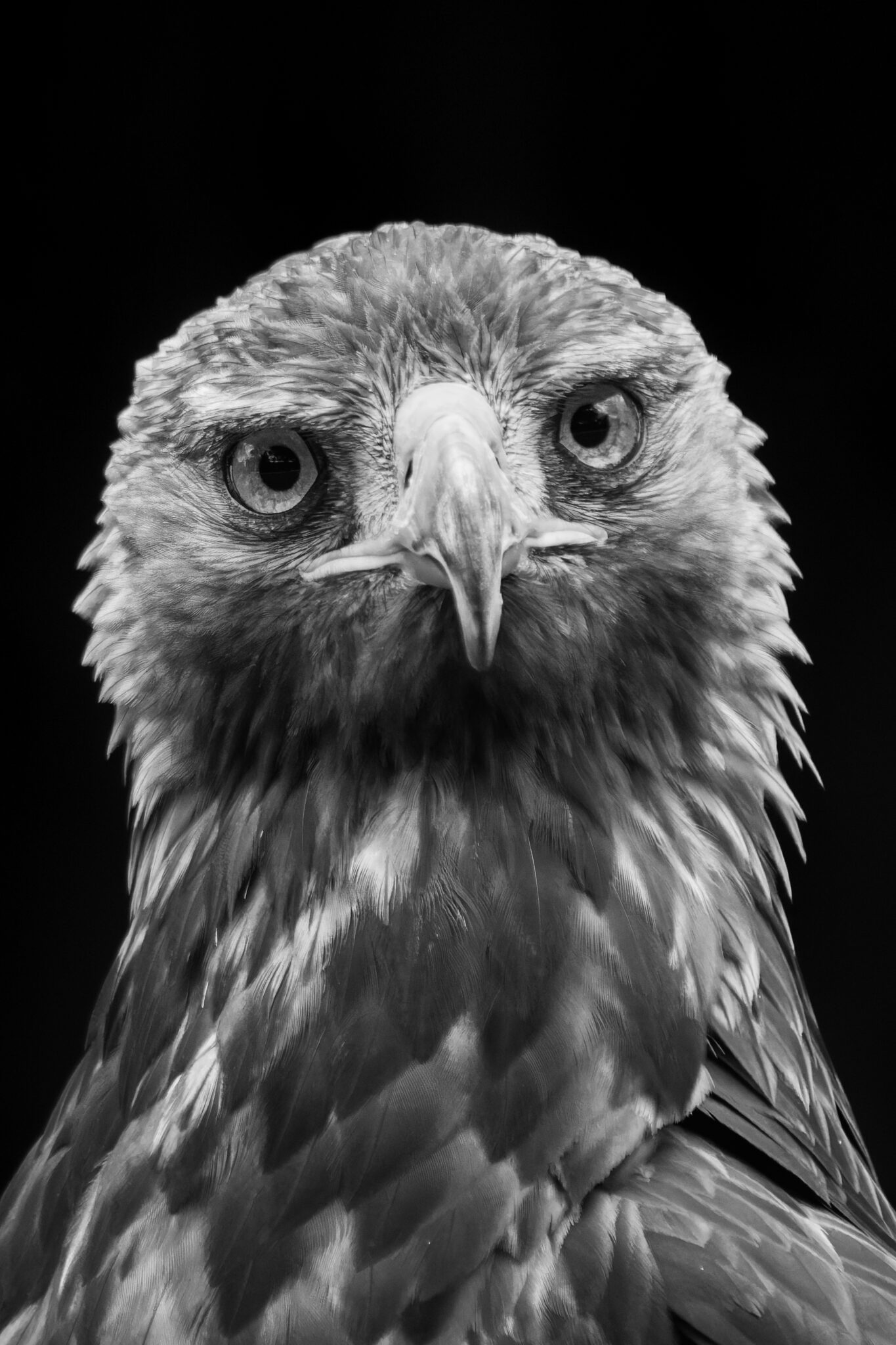 Frontales Schwarzweißporträt eines Greifvogels vor dunklem Hintergrund – Unflinching