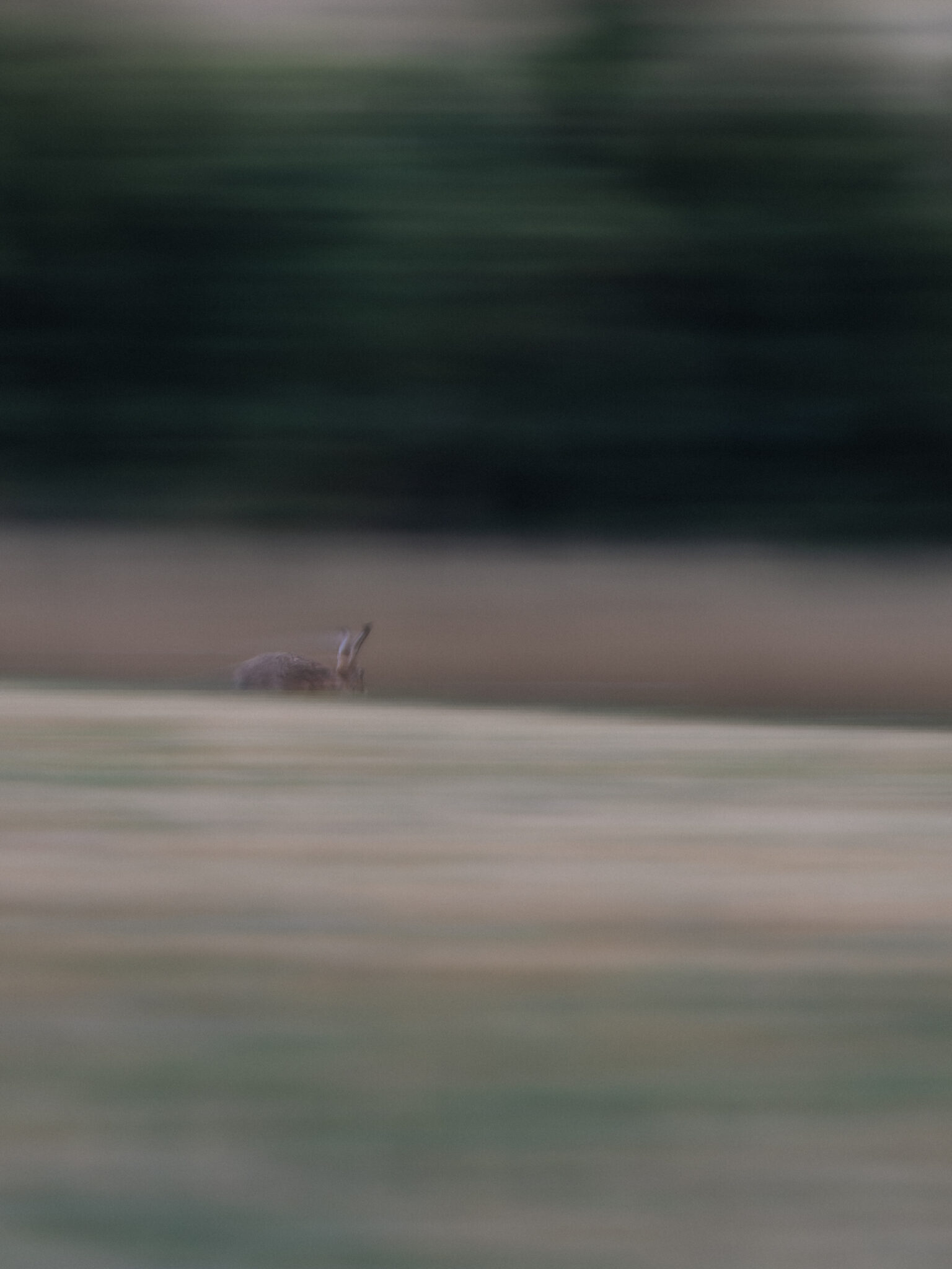 Feldhase in einer durch Kamerabewegung verwischten Landschaft – Fleeting