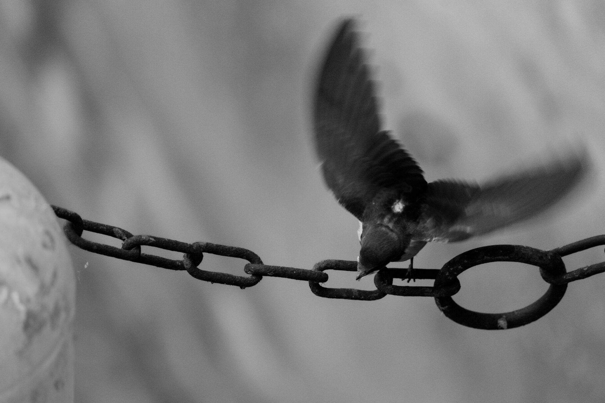 Schwalbe im Anflug auf eine Metallkette in Schwarzweiß – Descent aus der Serie Points of Contact
