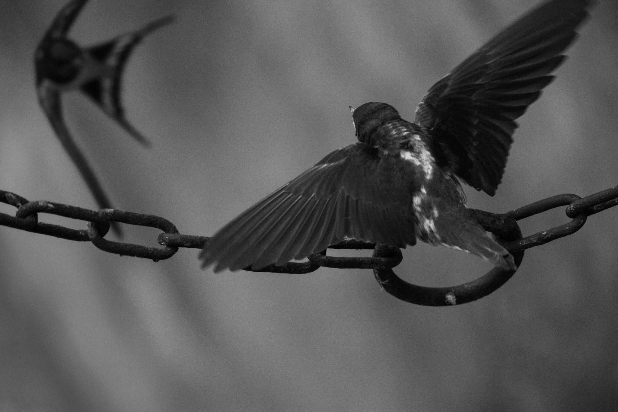 Sich kreuzende Schwalben an einer Metallkette in Schwarzweiß – Crossing aus der Serie Points of Contact