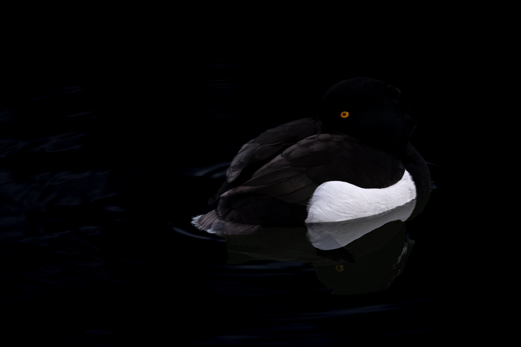Dunkle Reiherente auf schwarzem Wasser mit leuchtendem Auge – Dark Waters