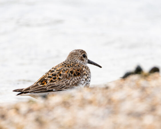 Alpenstrandläufer im Vordergrund unscharfer Sand