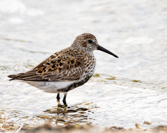 Alpenstrandläufer steht in klarem flachen Wasser und blickt zur Seite