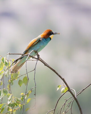 Bienenfresser sitzt auf einem Ast mit Biene im Schnabel