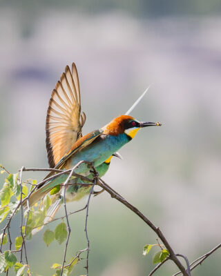 Bienenfresser Männchen bietet einem Weibchen eine Biene an