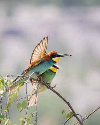 Bienenfresser Männchen bietet einem Weibchen eine Biene an