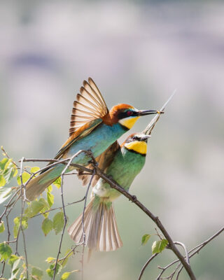 Bienenfresser Männchen bietet einem Weibchen eine Biene an
