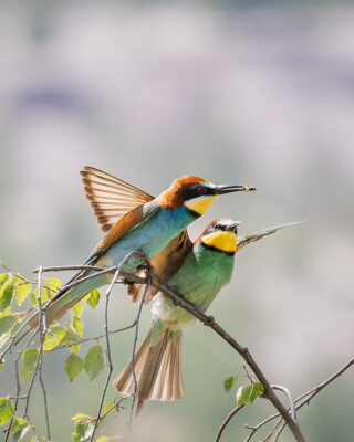 Bienenfresser Männchen bietet einem Weibchen eine Biene an