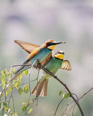 Bienenfresser Männchen bietet einem Weibchen eine Biene an