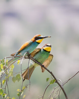 Bienenfresser Männchen bietet einem Weibchen eine Biene an