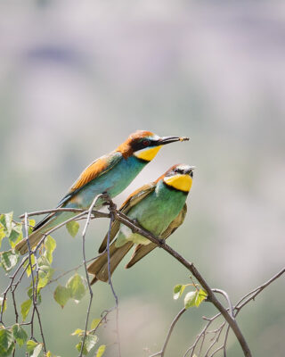 Bienenfresser Männchen bietet einem Weibchen eine Biene an