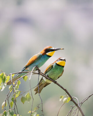 Bienenfresser Männchen bietet einem Weibchen eine Biene an