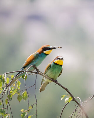 Bienenfresser Männchen bietet einem Weibchen eine Biene an