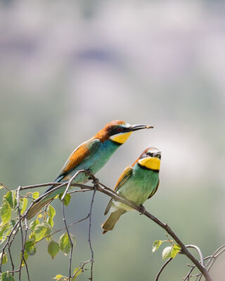 Bienenfresser Männchen bietet einem Weibchen eine Biene an