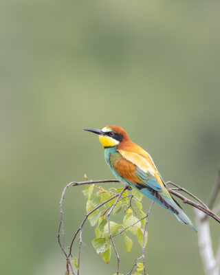 Bienenfresser sitzt auf einem Ast vor homogenen grünen Hintergrund