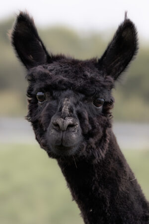 Neugieriger Blick eines schwarzen Alpakas. Schwarzes Alpaka mit aufmerksamem Blick vor unscharfem Hintergrund