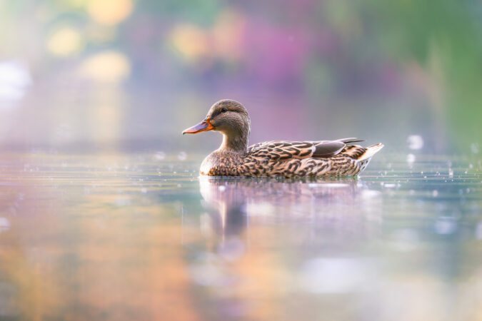 Stockente im weichen Pastelllicht auf ruhigem Wasse