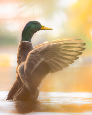 Erpel reinigt sein Gefieder im pastelligem Gegenlicht