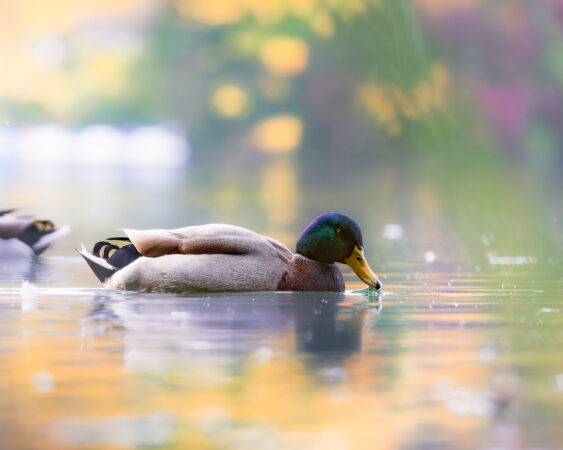 Erpel schwimmt im bunt reflektierenden Herbstlicht