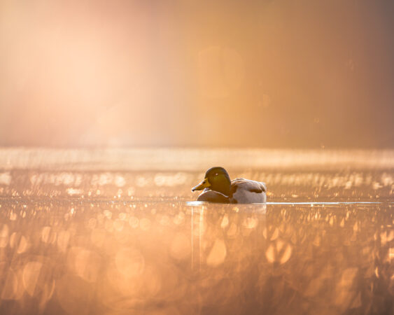 Erpel im Gegenlicht mit goldener Wasserreflexion
