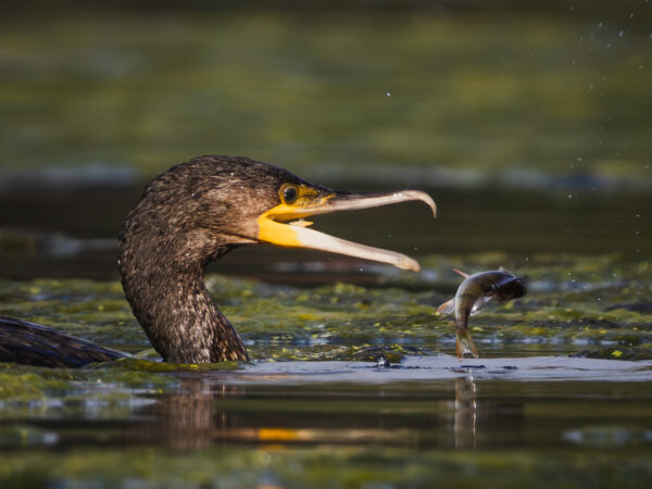 Kormoran schwimmt im Wasser und hat einen Fisch gefangen