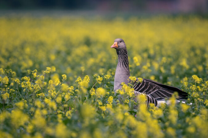 Graugans zwischen gelben Rapsblüten Graugans in gelber Blumenwiese mit unscharfem Vordergrund