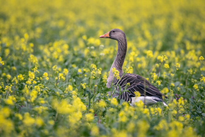 Graugans zwischen gelben Rapsblüten Graugans steht im blühenden Rapsfeld und schaut aufmerksam nach rechts