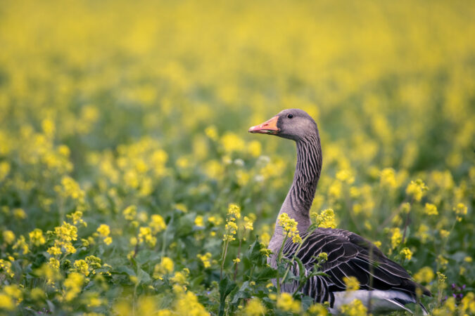 Graugans zwischen gelben Rapsblüten Graugans steht im blühenden Rapsfeld und schaut aufmerksam nach rechts
