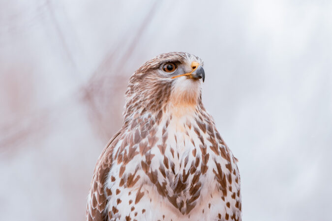 Portrait eines Mäusebussards im Winterlicht Mäusebussard in hellem Federkleid als Nahaufnahme vor weichem Hintergrund