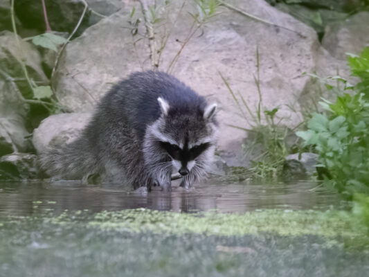 Waschbär auf Nahrungssuche in flachem Gewässer