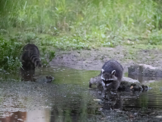 Zwei Waschbären auf der Nahrungssuche in der Nähe von flachem Wasser
