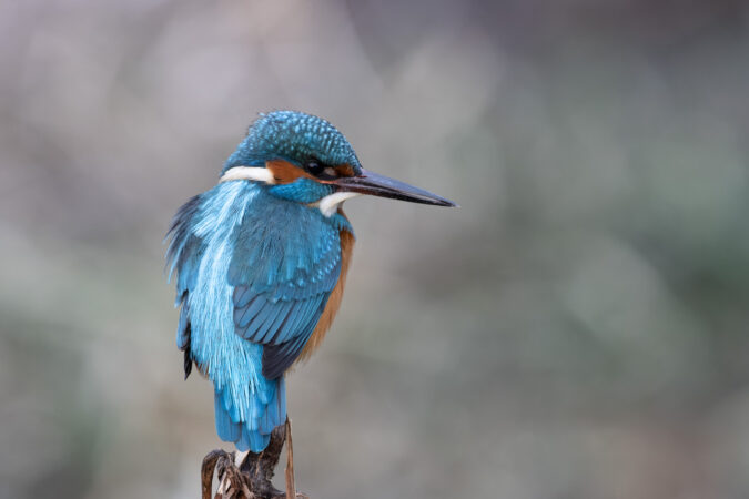 Leuchtend blauer Eisvogel auf Ast Eisvogel sitzt auf einem Ast und zeigt sein türkis-blaues Gefieder im Porträt