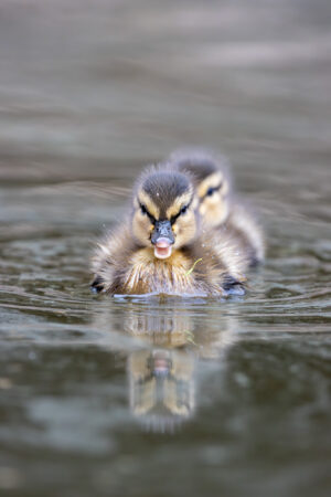 Frontalaufnahme eines Entenkükens mit Spiegelung Entenküken schwimmt frontal auf dem Wasser zu, mit klarer Spiegelung und weichem Hintergrund