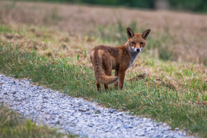 Ein kurzer Blick im Vorbeigehen. Junger Fuchs steht am Kiesweg und schaut zur Kamera.