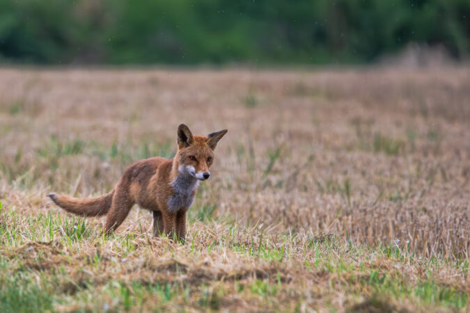Ein neugieriger Moment im Spätsommer. Junger Fuchs steht aufmerksam im Stoppelfeld.