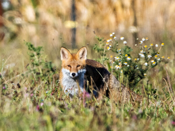 Zwischen Pflanzen und Sonnenlicht. Fuchs sitzt im Feld zwischen Sommerpflanzen.