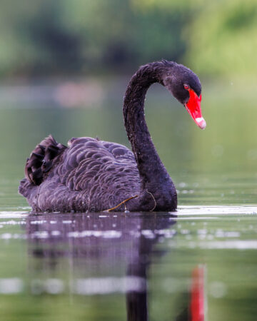 Majestätischer schwarzer Schwan im Portrait Schwarzer Schwan im Wasser, seitlich fotografiert, mit deutlicher Reflexion.
