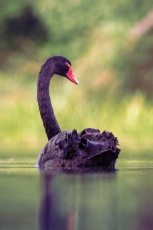 Eleganter schwarzer Schwan im goldenen Licht Nahaufnahme eines schwarzen Schwans im Wasser mit elegant geschwungenem Hals.
