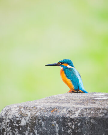 Farbenprächtiger Eisvogel im natürlichen Lebensraum Eisvogel sitzt auf einem Betonpfeiler vor grünem, unscharfem Hintergrund.