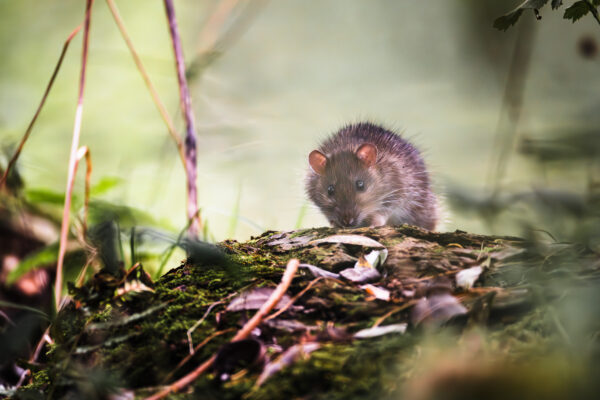 Ein ruhiger Moment zwischen Moos und Waldlicht. Wanderratte sitzt auf einem moosigen Baumstamm im Wald.