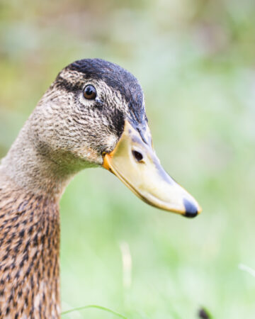 Detailreiche Nahaufnahme einer Stockente im Sommerlicht Nahaufnahme einer weiblichen Stockente mit scharfem Blick und weichem grünem Hintergrund.
