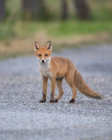 Ein neugieriger Blick auf offener Fläche. Jungfuchs steht auf einem Kiesweg und blickt frontal.