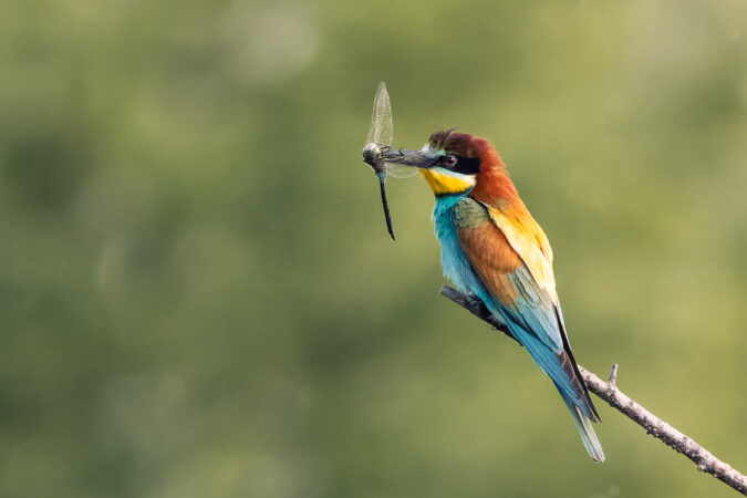 Farbintensiver Vogel mit Libelle auf Ansitz Bienenfresser sitzt auf einem Zweig und hält eine Libelle im Schnabel.