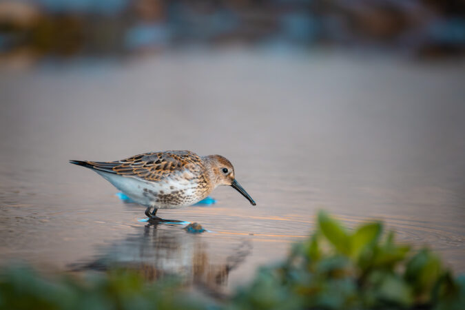 Ruhige Szene am seichten Gewässer Alpenstrandläufer watet im seichten Wasser mit Spiegelung.