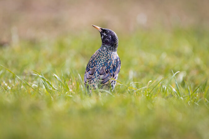 Schillerndes Gefieder im natürlichen Licht Star steht im grünen Gras und zeigt sein schillerndes Gefieder.