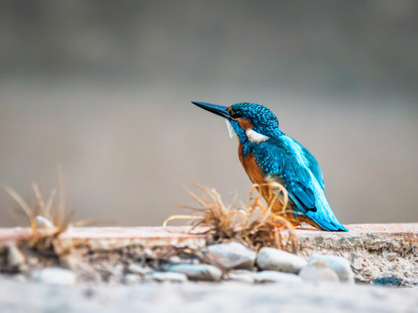 Brillantes Gefieder im Fokus Eisvogel sitzt auf Betonpfeiler über dem Wasser