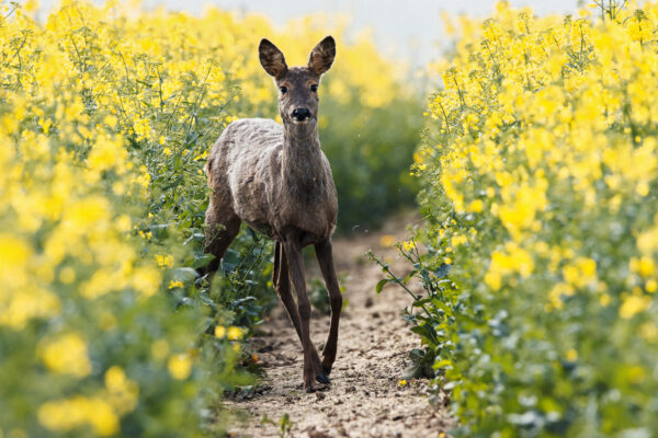 Ein kurzer Moment beim Wechseln des Feldes. Reh läuft durch Rapsfeldweg und schaut zur Seite.