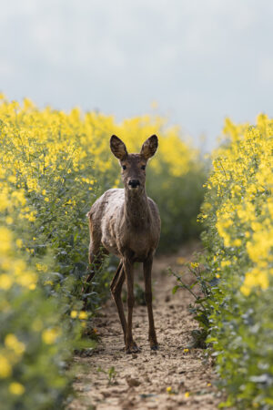 Sanftes Frühlingslicht und satte Farben. Reh steht zwischen gelbem Rapsfeld und schaut zur Kamera.