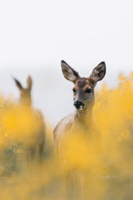 Ein neugieriger Blick zwischen gelben Blüten. Reh schaut aus gelbem Rapsfeld hervor.